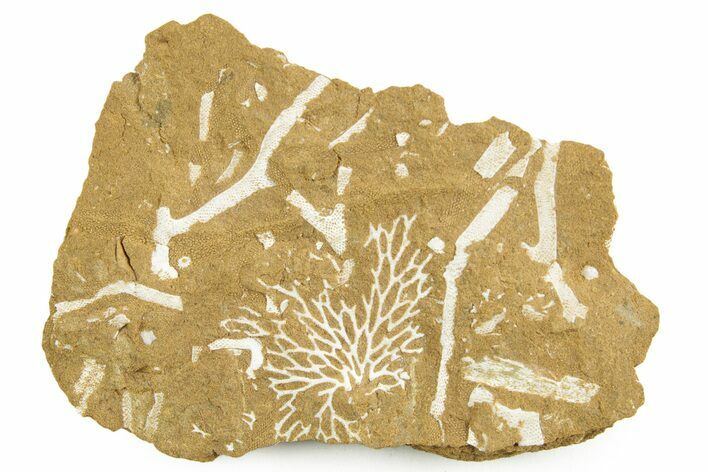 Ordovician Kukersite Oil Shale with Bryozoan Fossils - Russia #369576
